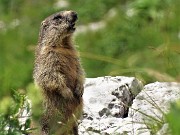 83 Marmotta sul sentiero in sentinella 'fischiante'